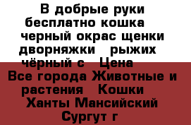 В добрые руки бесплатно,кошка,2.5черный окрас,щенки дворняжки,3 рыжих 1 чёрный,с › Цена ­ - - Все города Животные и растения » Кошки   . Ханты-Мансийский,Сургут г.
